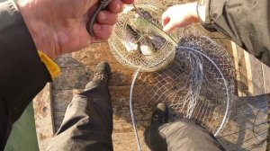 Ловим на платнике. Ноябрьская форель.mp4