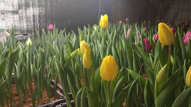 Выгонка тюльпанов, сгорела лампа... смотреть онлайн