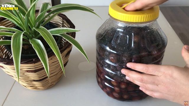 SİYAH ZEYTİN KURULUMU & TATLANDIRMASI ile ilgili AKLINIZDAKİ TÜM SORULARIN cevabı ?TEK VİDEOda? смотреть онлайн