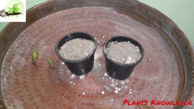 18. How to grow Aloe vera. Aloe vera ki care kaise karen. Plants Knowledge. смотреть онлайн