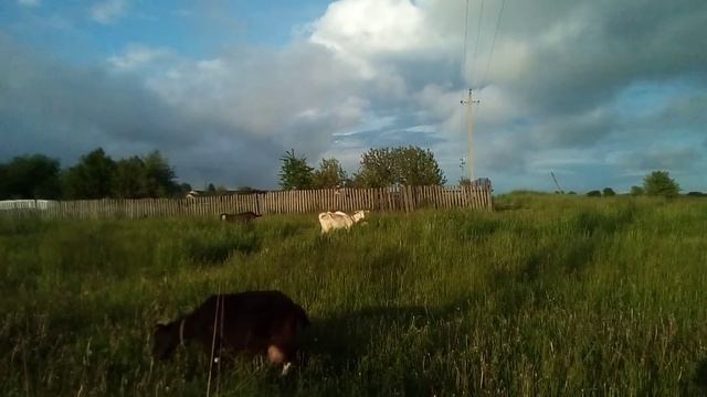 Продажа козочки.Дворовые -хулиганские песенки.Проделки моей дикой молодости. смотреть онлайн