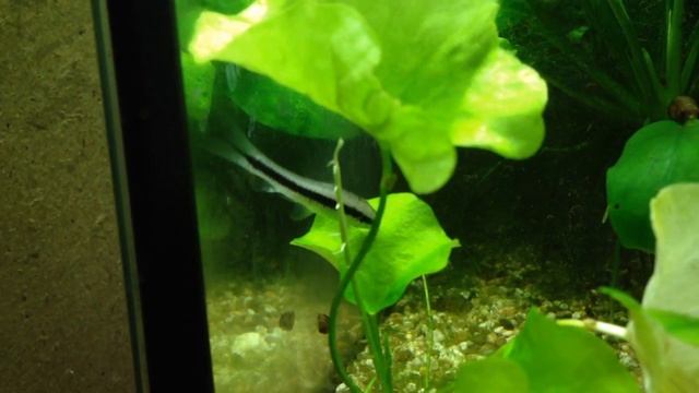 Сиамские водорослееды в моём аквариуме Прошло две недели смотреть онлайн