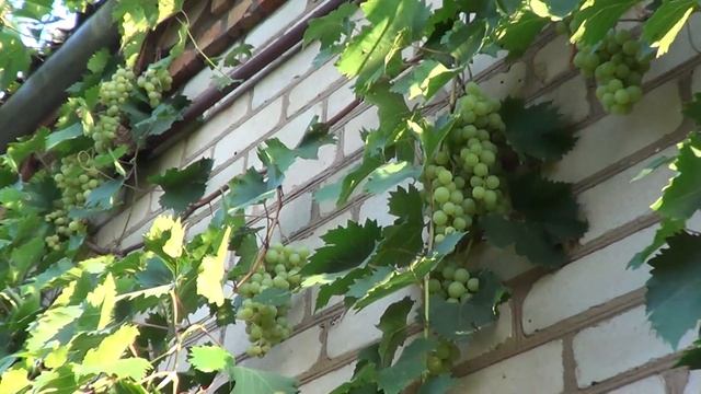 Как собрать с одного куста более 300 килограмм винограда. Урожай винограда «Галбена Ноу» смотреть онлайн