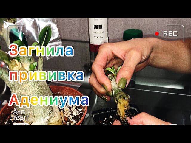 Адениум. Спасаю сорт загнившей прививки адениума. смотреть онлайн