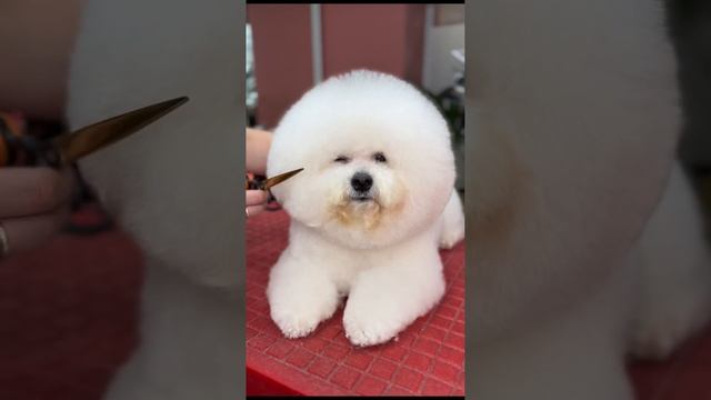 Стрижка бишона в салоне нечеловеческой красоты Собачья Жизнь ❤️ смотреть онлайн