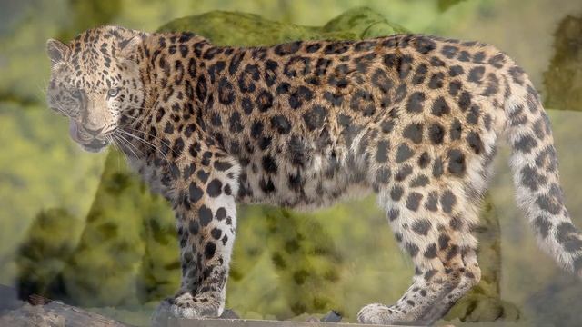 Кто может сожрать медведя? смотреть онлайн