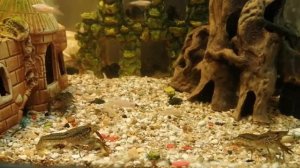 #Аквариум#Мраморные Раки :):):)