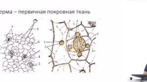 Ткани растений