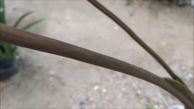 2 Types Of Homalomena