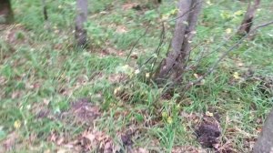 Богатые находки в выбитом лесу. Коп. Металлопоиск. Поиск с металлоискателем в лесу и на поле.