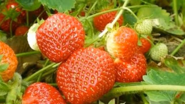 Йод на наших грядках.Применение. смотреть онлайн