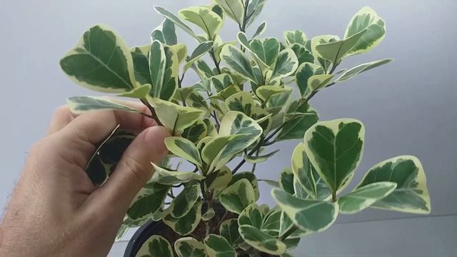 Ficus triangularis 'variegata' смотреть онлайн