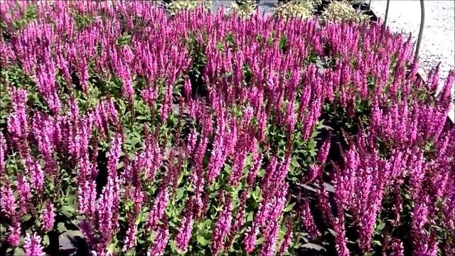 Best Garden Perennials, Salvia Sensation Rose (Meadow Sage) смотреть онлайн