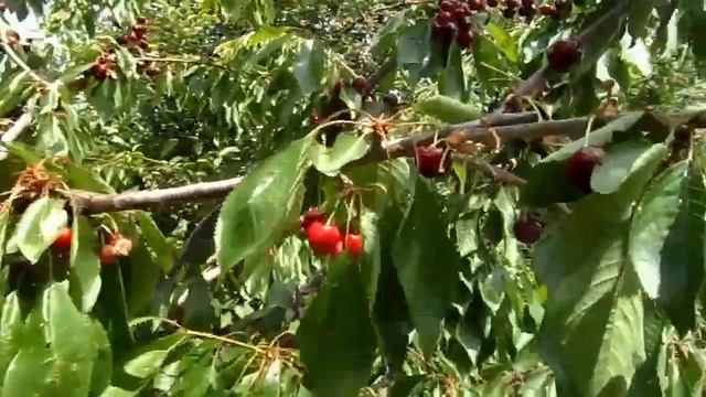 Черешня «Талисман» Prunus avium смотреть онлайн