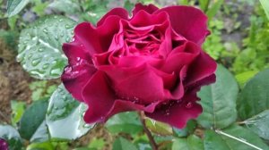 62. Роза Christian Tetedoie. Первое цветение