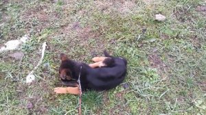 Стоит ли подпускать чужих людей к своей собаке? И как воспитать правильно щенка немецкой овчарки?