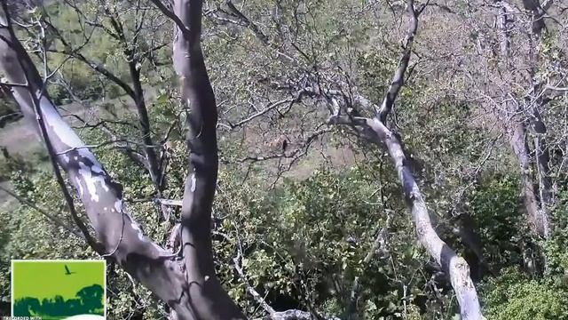 Did Bald Eagle Chick Reverse-Fledge ?!? Duke Farms Eagle Cam Fan (2021) смотреть онлайн