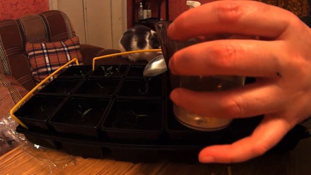 Как поливать молодую рассаду?! смотреть онлайн