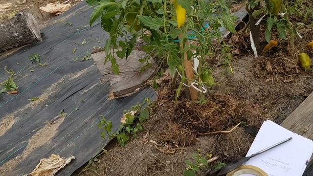 Томат Зеленый сосиска от Аэлиты. ПУТАНИЦА в зеленом болоте !!!! Разочарование 2022 смотреть онлайн