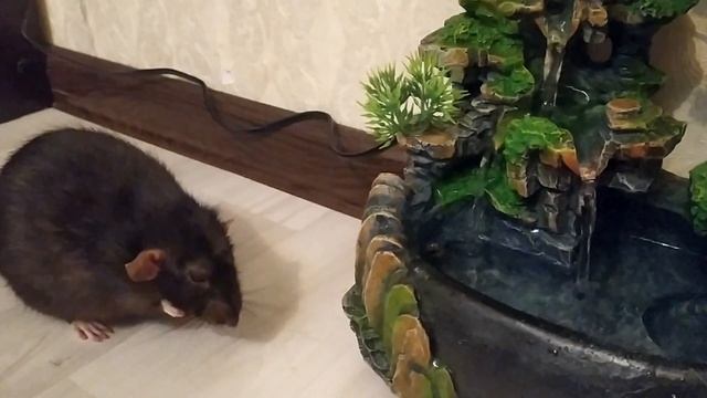 КРЫСА КУПАЕТСЯ В ФОНТАНЕ смотреть онлайн