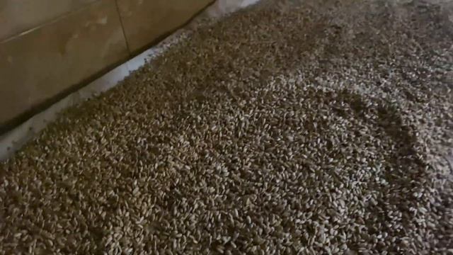 Как готовят урбеч/ Как я готовила урбеч на мельнице/ Дагестанское лакомство. смотреть онлайн