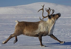 ЧУКОТКА И ДРУГИЕ НАРОДЫ ДАЛЬНЕГО ВОСТОКА.
