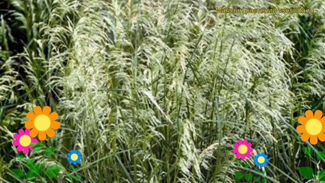 Щучка(Луговик) дернистая Пикси Фонтейн. Краткий обзор, описание deschamsia cespitosa Pixie Fountain смотреть онлайн