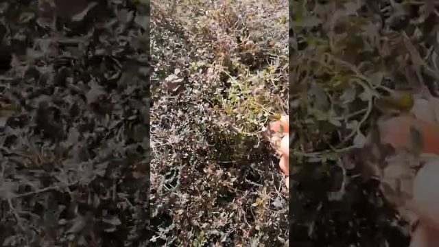 весенний Чабрец (Тимьян, богородская трава) собираю на чай