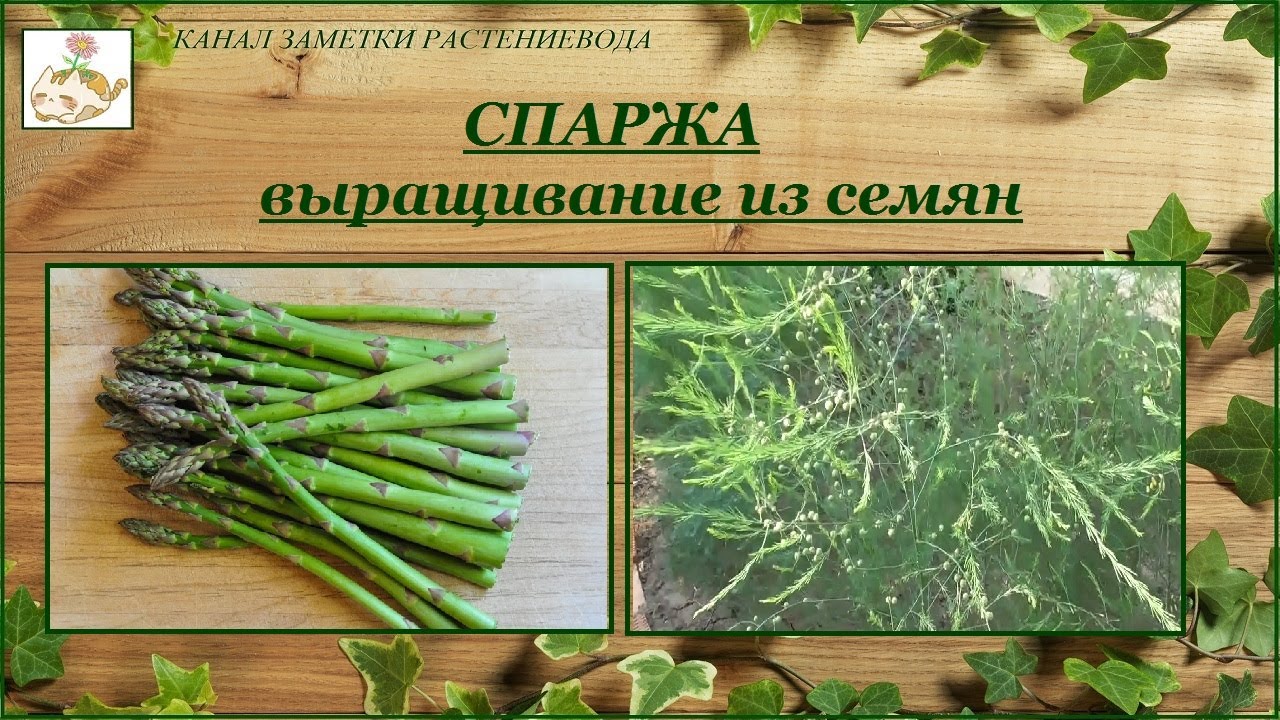 Спаржа выращивание из семян, уход смотреть онлайн