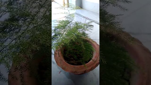 How to care asparagus plants смотреть онлайн