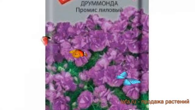 Флокс друммонда Друммонда Промис лиловый ? обзор: как сажать, семена флокса Друммонда Промис лиловы смотреть онлайн