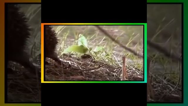 Группа Звёздочки / музыка смотреть онлайн