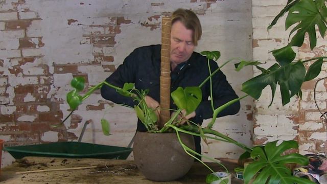How to support a monstera with David Domoney смотреть онлайн