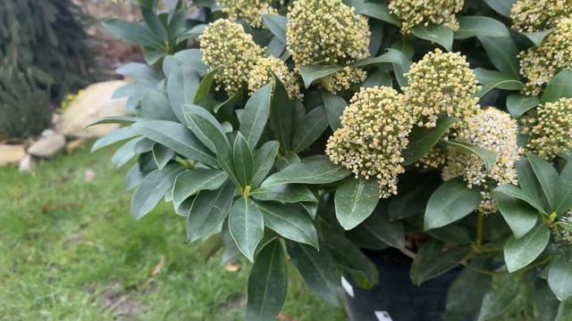 Обзор растений для сада 🌱Что купила, краткая характеристика 🥰 смотреть онлайн