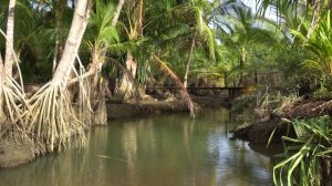 Уснете за 5 минут | Звук тропического леса для сна - Звуки джунглей для полного расслабления.