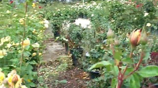 Rose Pat Austin смотреть онлайн