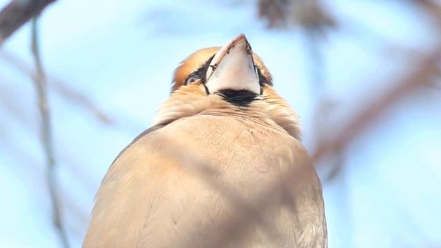 Костогриз. Hawfinch eat apricot karnel .Дубонос. Coccothraustes coccothraustes смотреть онлайн