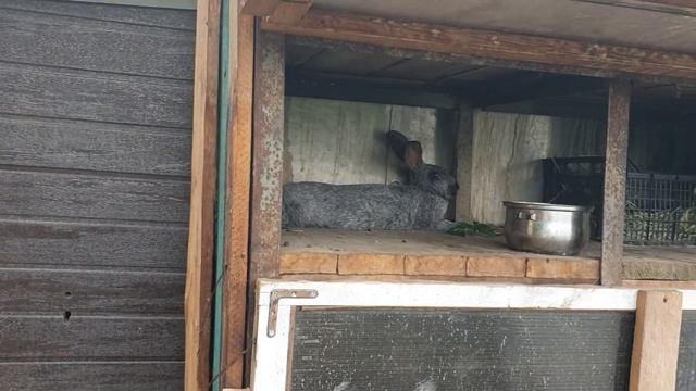 В вольере у кроликов делаем сенник!!! Осмотр маточника у крольчихи Машули! смотреть онлайн