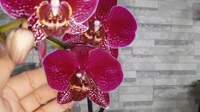 ПОКУПКИ ФАЛЕНОПСИСОВ/14.09.22/ смотреть онлайн