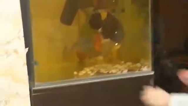 Астронотус проявляет агрессию смотреть онлайн