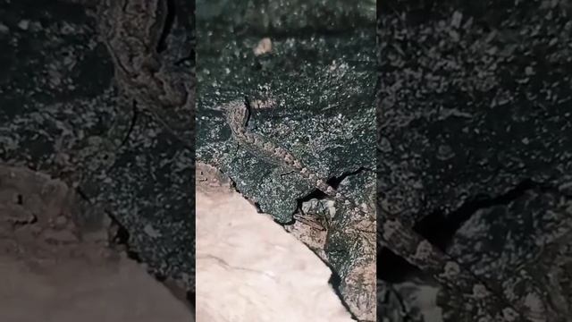 Траурный геккон Lepidodactylus lugubris малышня ?? #геккончики#ящерица#рептилии смотреть онлайн