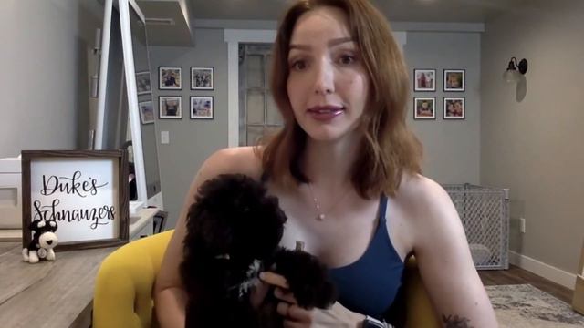 Boosting a Miniature Schnauzers Nutrition and Health Tips! смотреть онлайн