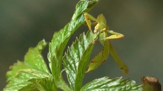 Мир насекомых: Кормление филиппинской листовидки смотреть онлайн