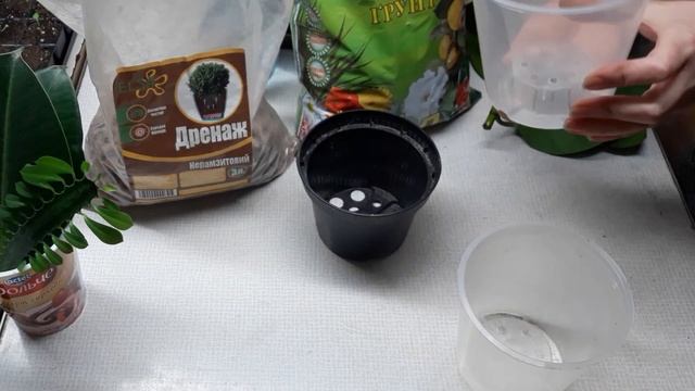 Черенкованый фикус каучуконосный/ посадка черенков фикуса смотреть онлайн