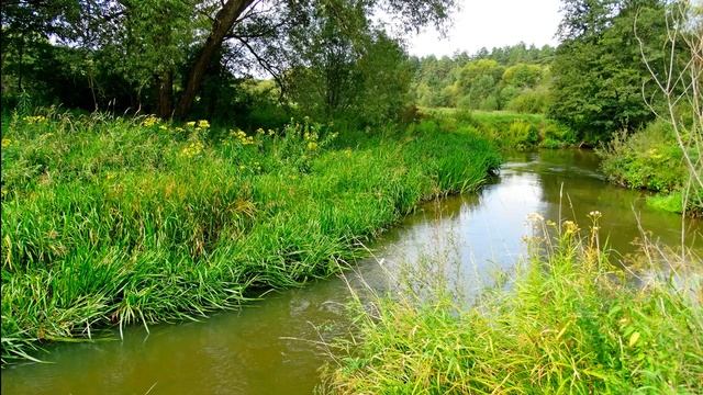 Расслабляющее пение птиц у реки для отдыха и сна. 5 часов релакса под пение птиц и шум реки. смотреть онлайн
