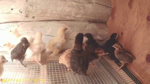 Девчата стряпают торт, доделываю брудеры, новоселье у цыплят.