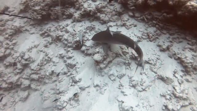 Тигровая акула Мальдивы 2020 смотреть онлайн