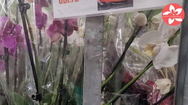 Уценка орхидей. Как же её много в этом ОБИ смотреть онлайн