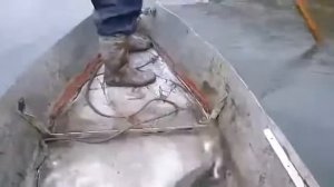 Черный ерик