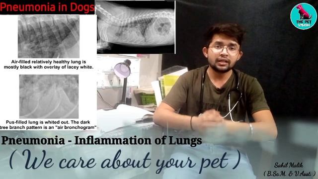pneumonia in dogs || Inflammation of lungs || symptoms & Causes || Treatment || By. THE PET VISION смотреть онлайн